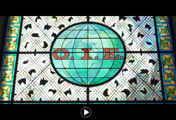 img video 3 projetspng